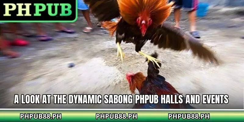 A look at the dynamic sabong PHPUB halls and events