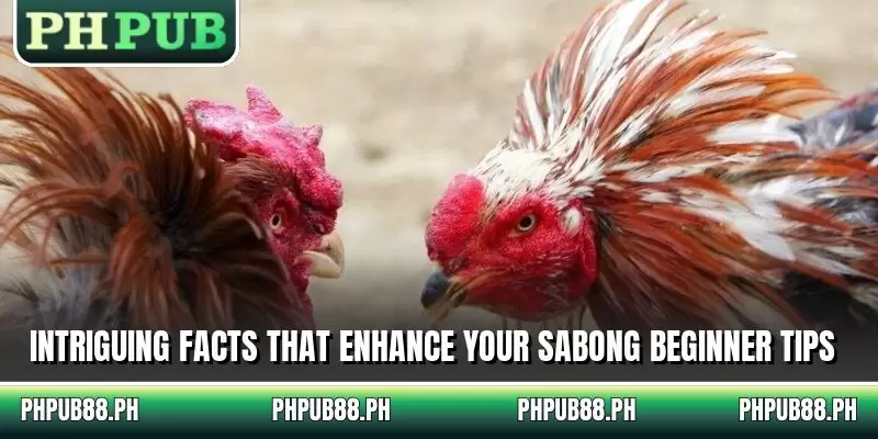 Intriguing facts that enhance your sabong beginner tips