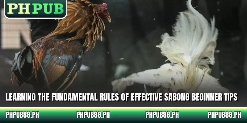 Learning the fundamental rules of effective sabong beginner tips