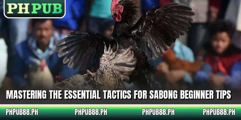 Mastering the essential tactics for sabong beginner tips