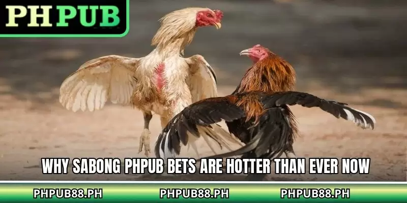 Why Sabong PHPUB bets are hotter than ever now