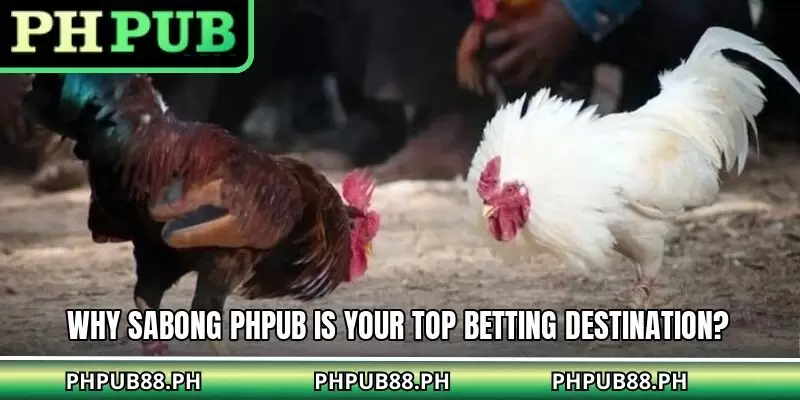 Why sabong PHPUB is your top betting destination?
